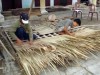 Phát triển bền vững từ cây dừa nước