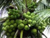 Trồng dừa xiêm dây cho thu nhập cao