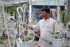 Trồng hoa ngắn ngày cho thu nhập cao