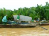CÂY DỪA NƯỚC CẨM THANH