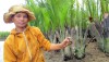 Bắt cua nha ở rừng dừa Bảy Mẫu