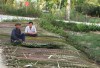 Dừa nước Cẩm Thanh