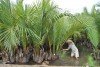 Cây dừa nước Cẩm Thanh