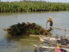 Đến với rừng dừa Bảy Mẫu